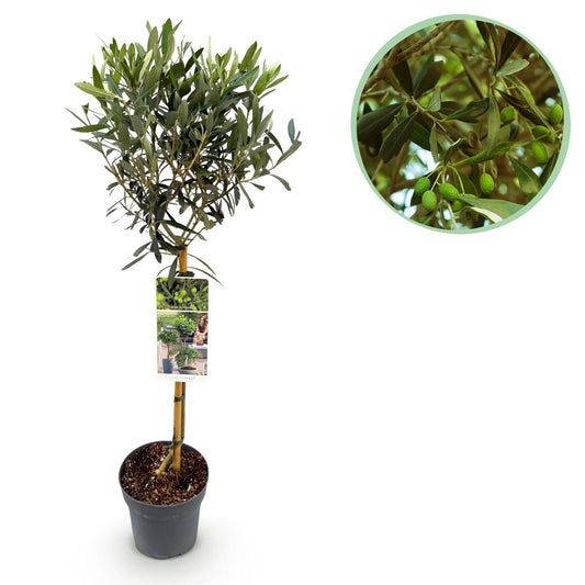 Olea Europaea - Terrassen Pflanze - Immergrün - Winterhart - Olivenfarbenes Blatt - Topf 19cm Höhe 90cm