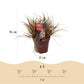 Ziergräser - Uncinia rubra Everflame - Rot - 1 Pflanze - Immergrün - Winterhart - Topf 17cm Höhe 50cm