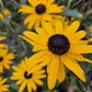 Sonnenhut - 6x Rudbeckia fulgida 'Goldsturm' - ↕10-25cm - Ø9cm