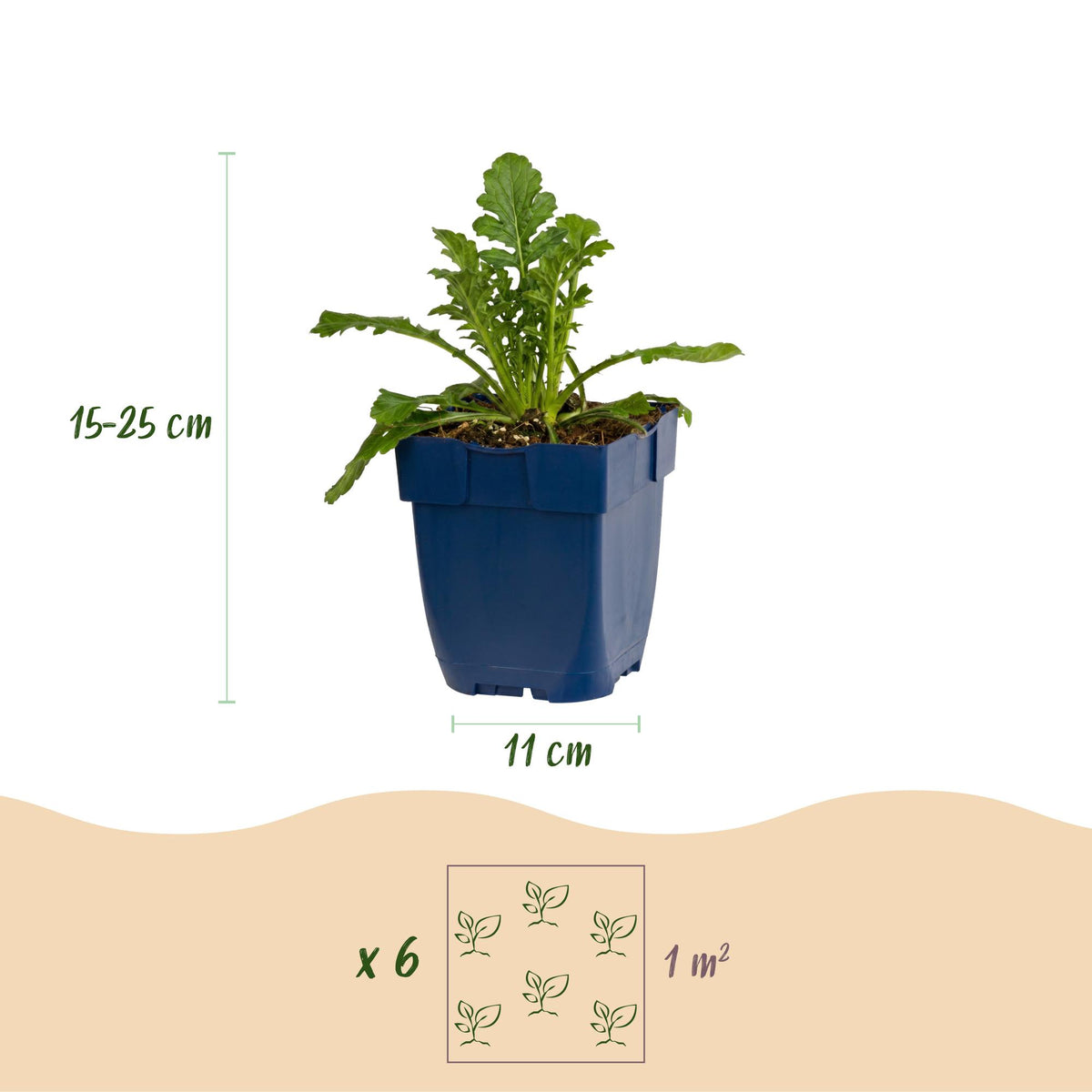 Scabiosa col. Butterfly Blue - Pincushion Flower - Attracts Bees and Butterflies - Purple - 3 Plants - Pot 11cm - Height 15-25cm