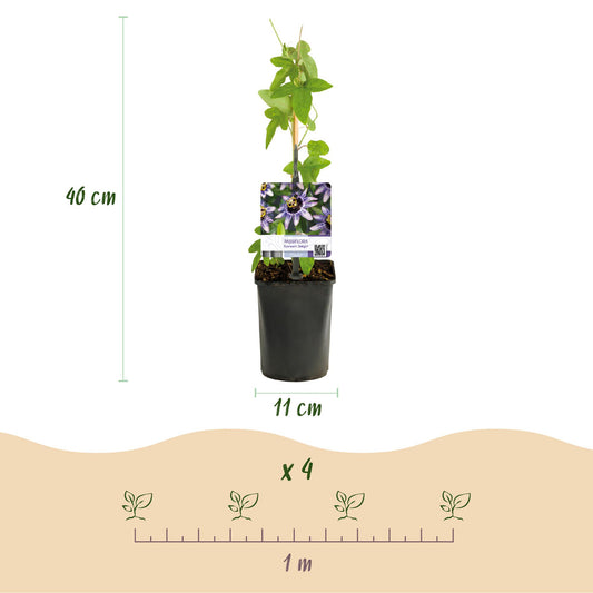 Passionsblume - Passiflora Damsels Delight - Blüte Lila mit Weiß - Wenig Pflege - 2 Pflanzen - Topf 11cm Höhe 40cm