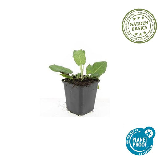 Steppen Salbei - 6x Salvia nem. 'Mainacht' - ↕10-25cm - Ø9cm