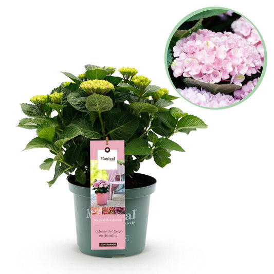 Hortensie - Hydrangea Magical Revolution Pink - Pink - 6-10 Blumen - Topf 23cm Höhe 55cm
