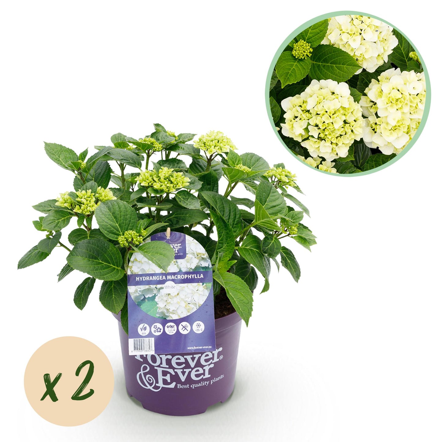 Hortensie - Hydrangea Forever & Ever - Weiß - 7-12 Blumen - 2 Pflanzen - Topf 23cm Höhe 55cm