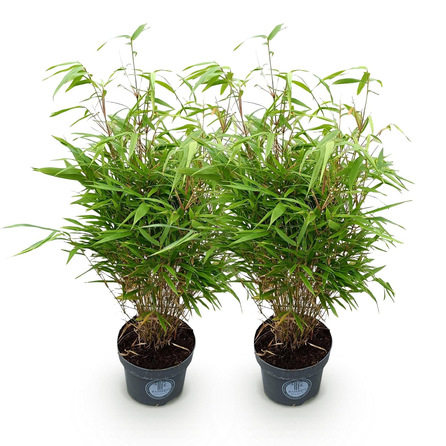 Gräser - Fargesia Rufa - Bambus - Nicht Ausbreitend - Grün - 2 Pflanzen - Topf 23 cm - Höhe 80 cm