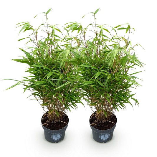 Gräser - Fargesia Rufa - Bambus - Nicht Ausbreitend - Grün - 2 Pflanzen - Topf 23 cm - Höhe 80 cm