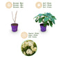 Hydrangea arborescens FlowerWOW - Hortensie - Winterhart - Weiß - 3 Pflanzen - Topf 14cm - Höhe 20-30cm