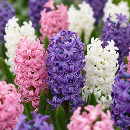 20x Hyacinthus Pastel mix - Pastel mix hyacinth - Pastel - Spring bloomer