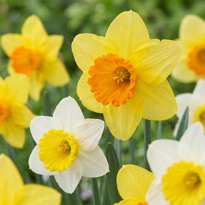 15x Narcissus large Cupped mix - Großkronige Narzisse Mischung - Gelb und Weiß - Frühlingsblüher - Zwiebelgröße 12/14