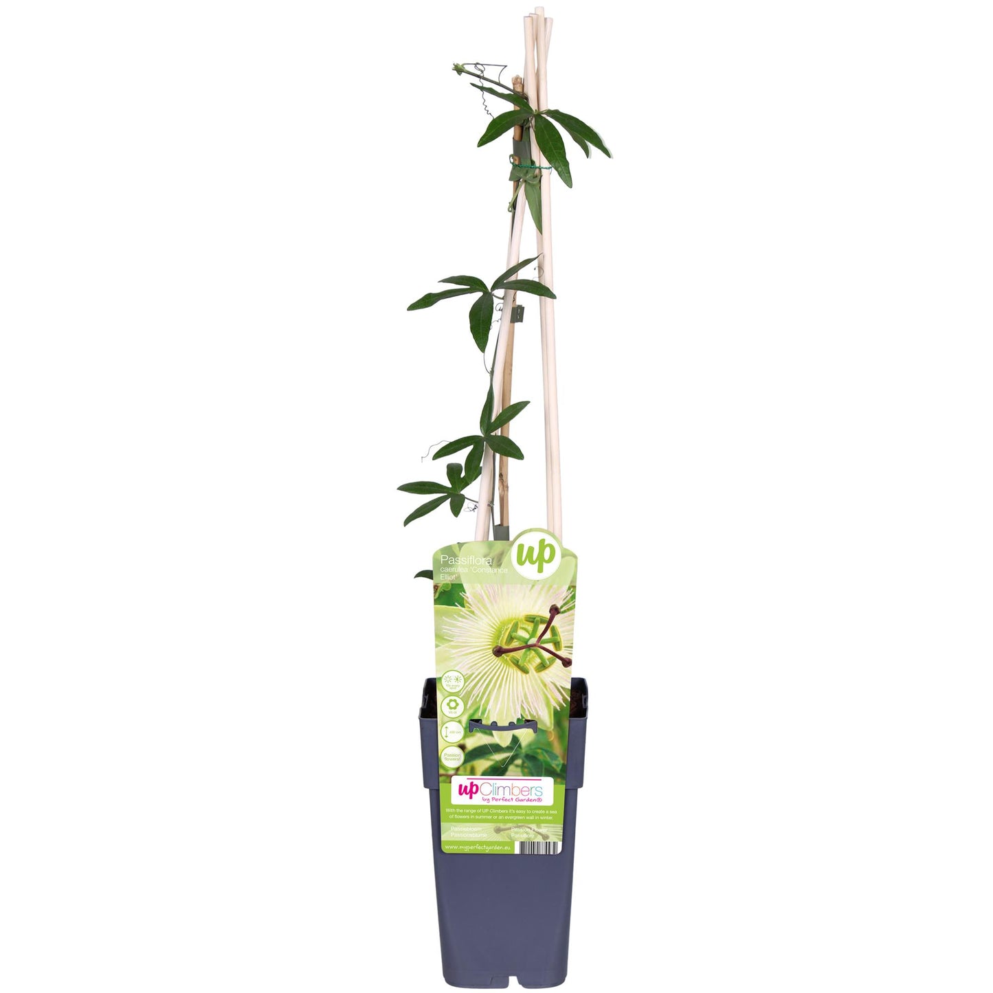 Passiflora weiß caerulea 'Constance Elliot' - Ø15cm - ↕65cm