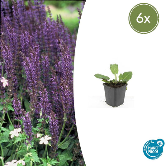 Steppen Salbei - 6x Salvia nem. 'Mainacht' - ↕10-25cm - Ø9cm