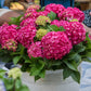 Hydrangea Endles Summer Summer Love Red - Hortensie - Winterhart - Rot - 4 Pflanzen - Topf 14cm - Höhe 20-25cm