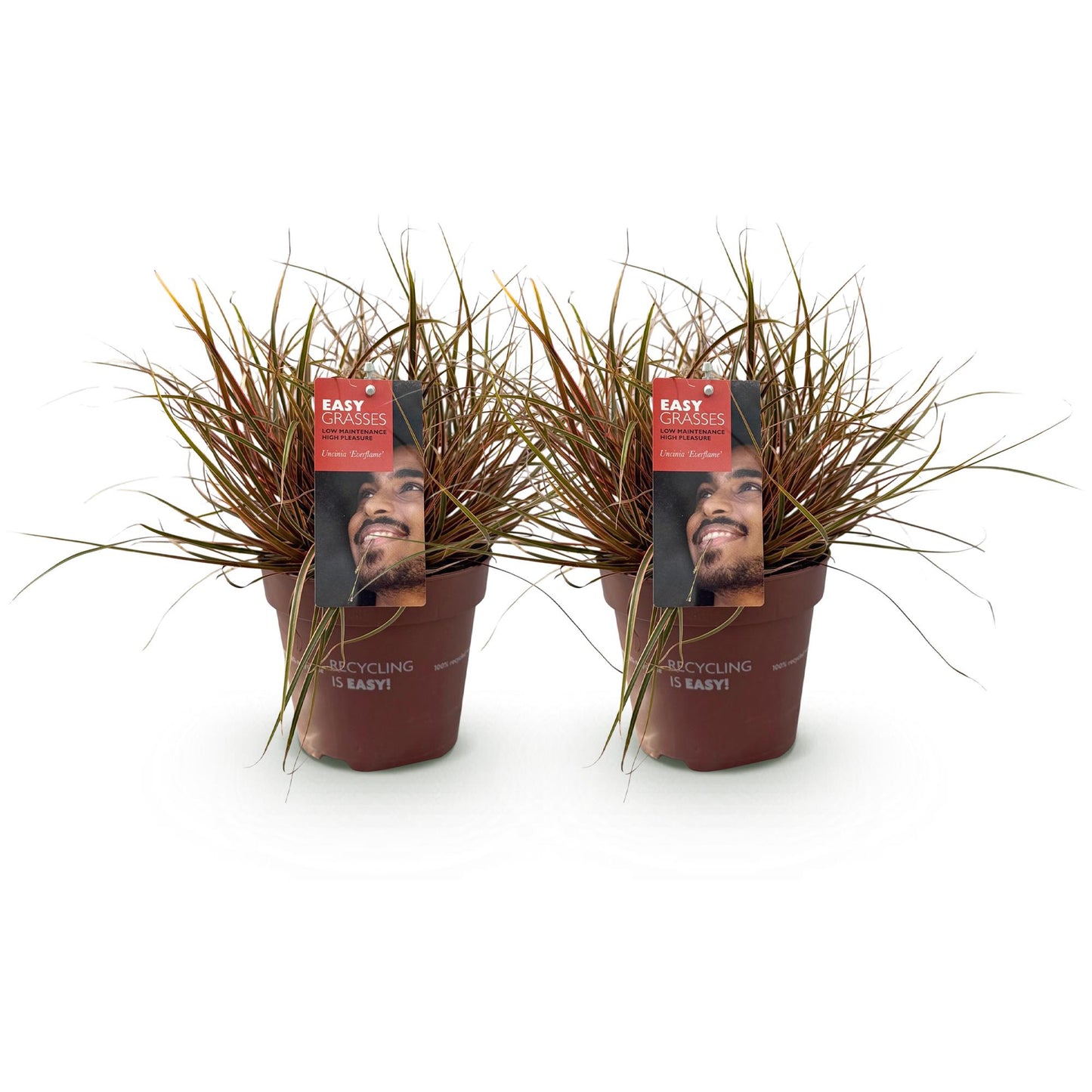 Ziergräser - Uncinia rubra Everflame - Rot - 2 Pflanzen - Immergrün - Wenig Pflege - Topf 17cm Höhe 50cm