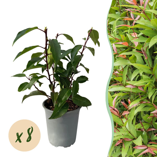 Heckenpflanzen - Prunus lusitanica Angustifolia - Blatt grün - 8 Pflanzen - 1 laufender Meter - immergrün - Topf 9cm Höhe 30-35cm