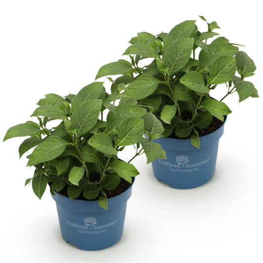 Hydrangea Endles Summer The Original Pink - Hortensie - Winterhart - Rosa - 2 Pflanzen - Topf 14cm - Höhe 20-25cm