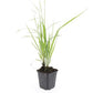Calamagrostis acut. 'Karl Foerster'  - 24x - ↕10-25cm - Ø9cm