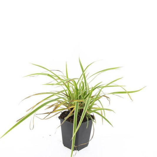 48x Carex morrowii 'Aureovariegata' - ↕10-25cm - Ø9cm