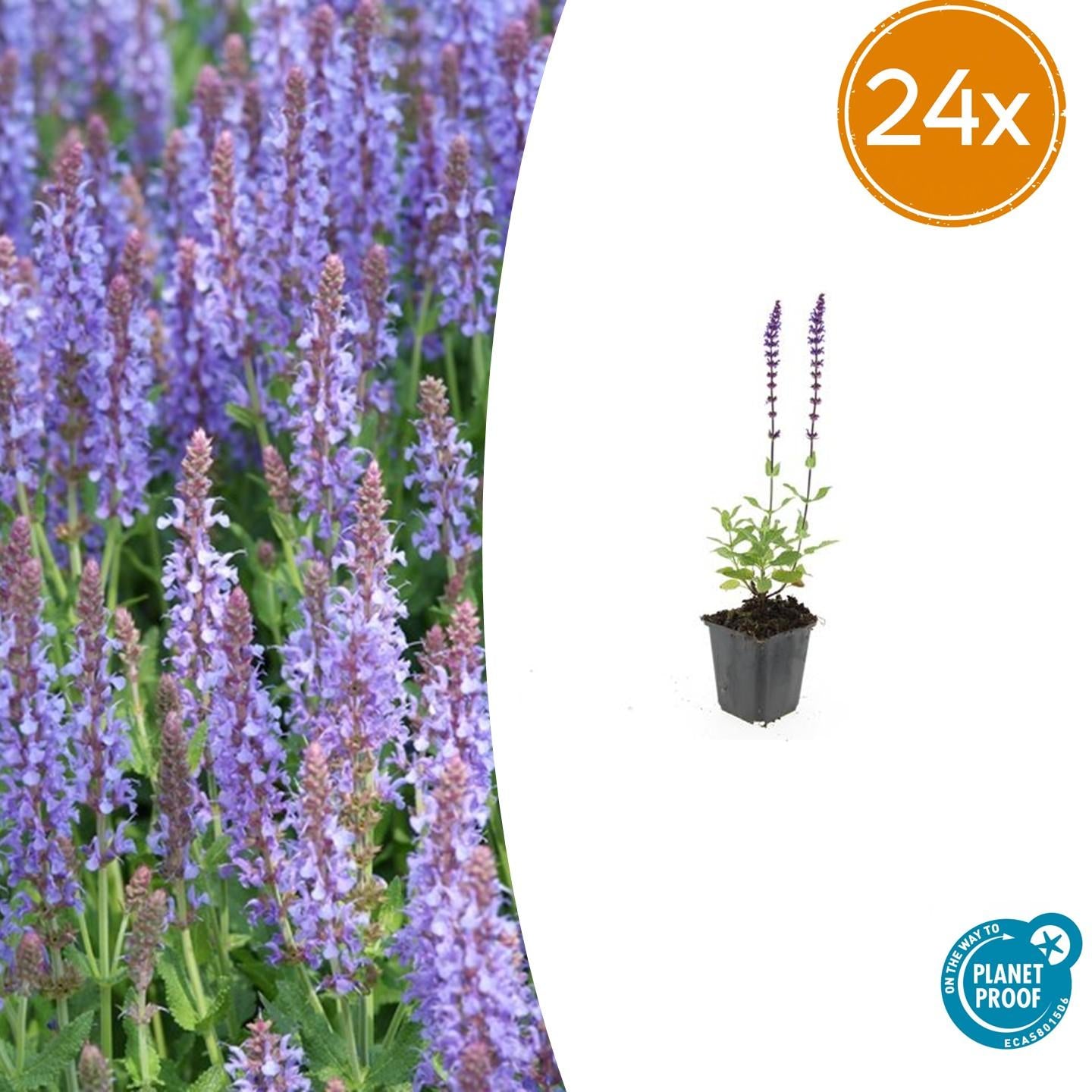 Salvia nemorosa 'Caradonna 24x - ↕10-25cm - Ø9cm