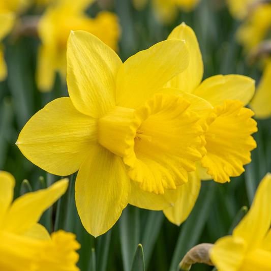 15x Narcissus Carlton - Carlton-Narzisse - Gelb - Frühlingsblüher