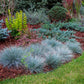 Ziergräser - Festuca glauca Intense Blue - Blau - 1 Pflanze - Immergrün - Winterhart - Topf 17cm Höhe 50cm