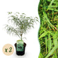 Japanischer Ahorn - Acer palmatum Koto-no-ito - Grün - 2 Pflanzen - Laubabwerfend - Topf 19cm Höhe 70cm