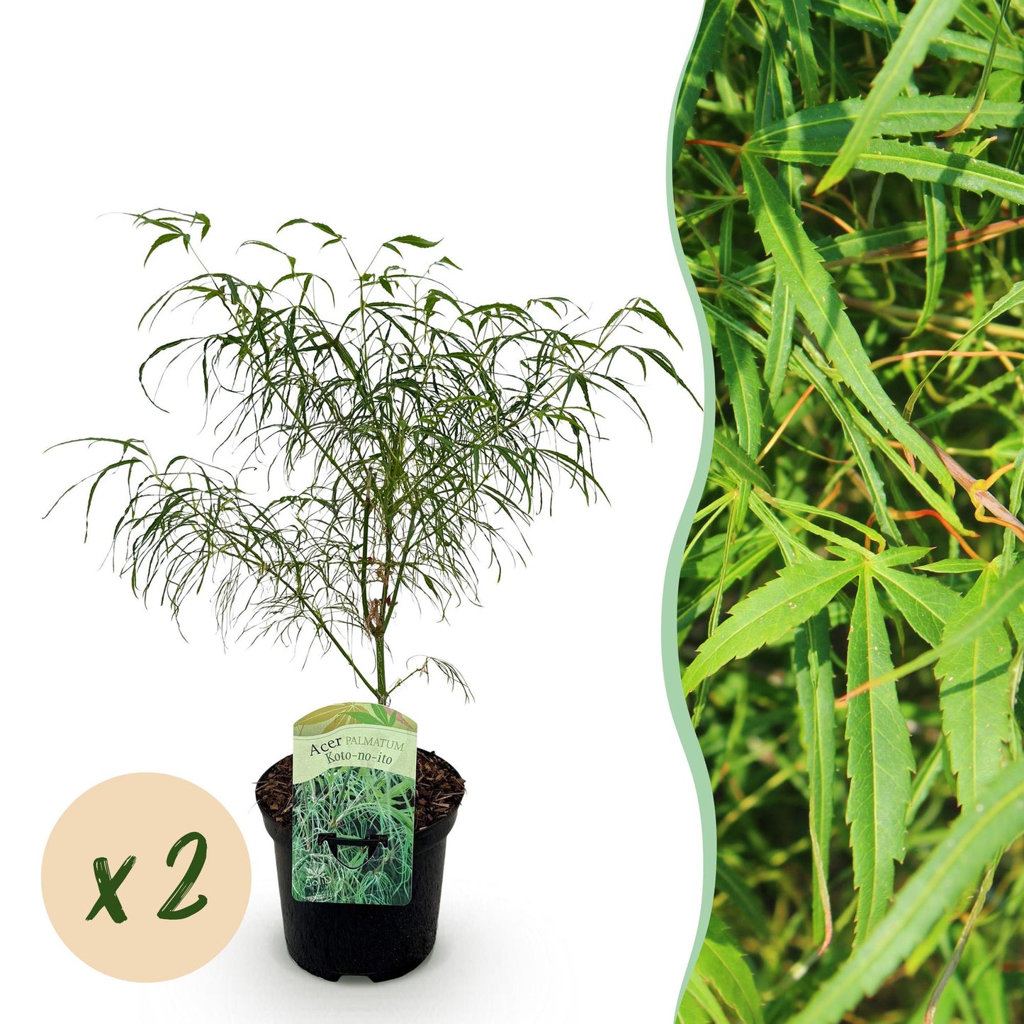 Japanischer Ahorn - Acer palmatum Koto-no-ito - Grün - 2 Pflanzen - Laubabwerfend - Topf 19cm Höhe 70cm
