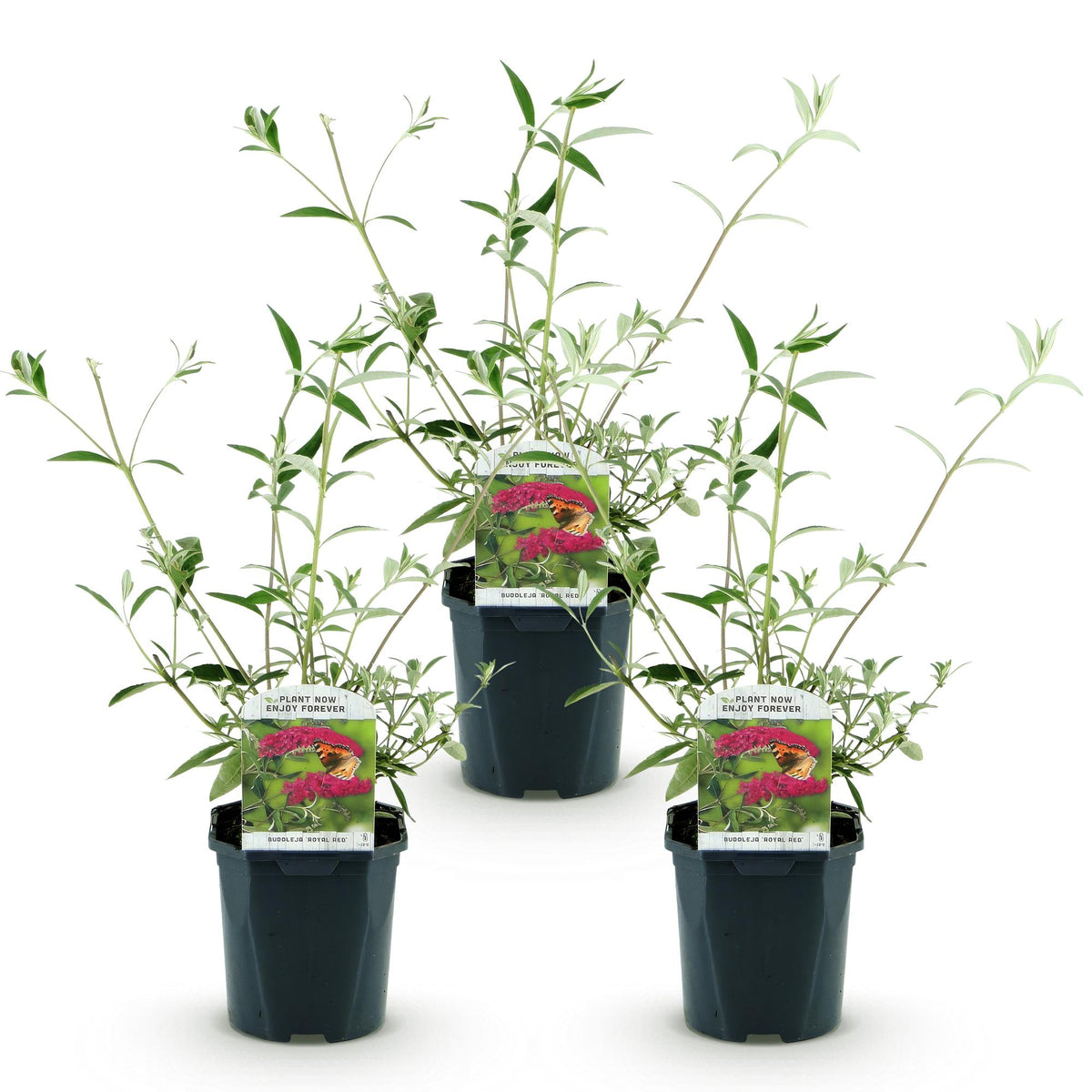 Schmetterlingsstrauch - Buddleja davidii Royal Red - Winter Hardy - Red - 3 Plants - Pot 17cm - Height 45cm