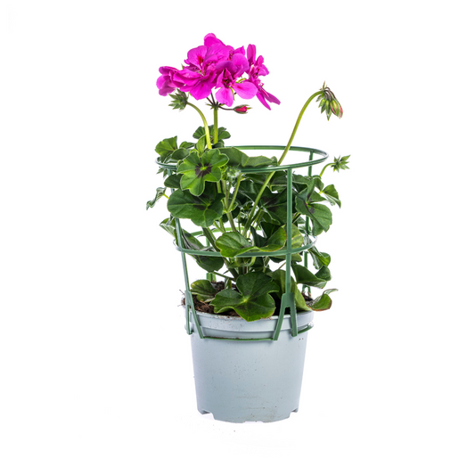 Geranien (Pelargonium peltatum) Violet Ø12 cm - ↕20 cm, 8 Pflanzen