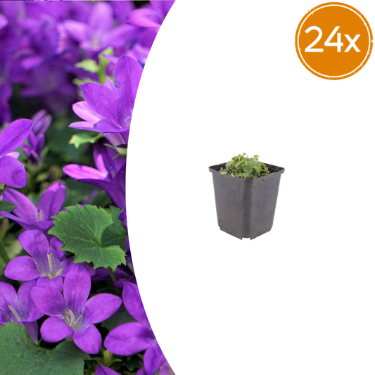 Campanula portenschlagiana - ↕10-25cm - Ø9cm, 24x
