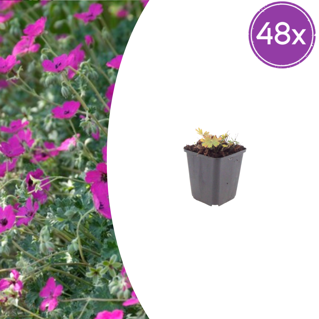 48x Geranium sang. 'Max Frei' - ↕10-25cm - Ø9cm