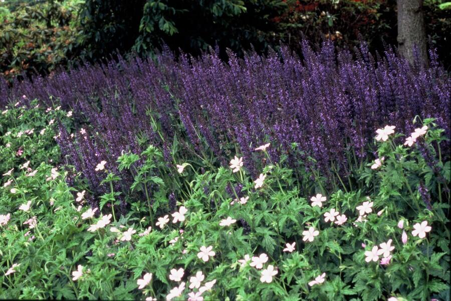 Steppen Salbei - 24x Salvia nem. 'Mainacht' - ↕10-25cm - Ø9cm