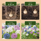 30x Allium Buzzing Beauties - Ornamental onion Buzzing Beauties - Miscellaneous - Summer bloomer - Bulb size 6/7