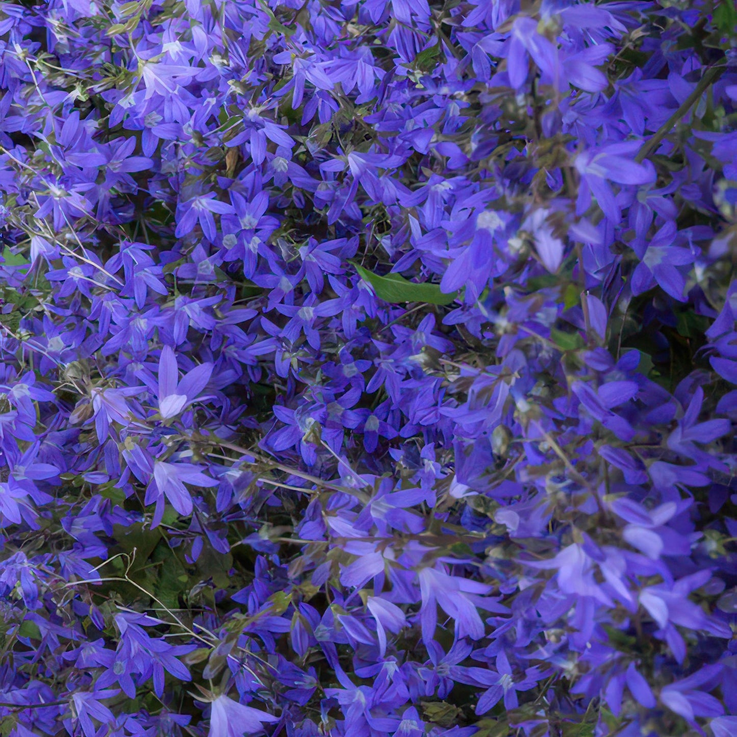 Campanula portenschlagiana 'Stella 48x - ↕10-25cm - Ø9cm