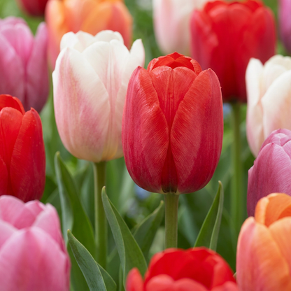30x Tulipa Glowing with pride - Tulip Glowing with pride - Miscellaneous