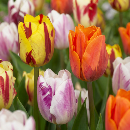 30x Tulipa Flaming Beauty Mix - Flaming Beauty Mix Tulip - Miscellaneous