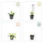 Steppen Salbei - 24x Salvia nem. 'Mainacht' - ↕10-25cm - Ø9cm