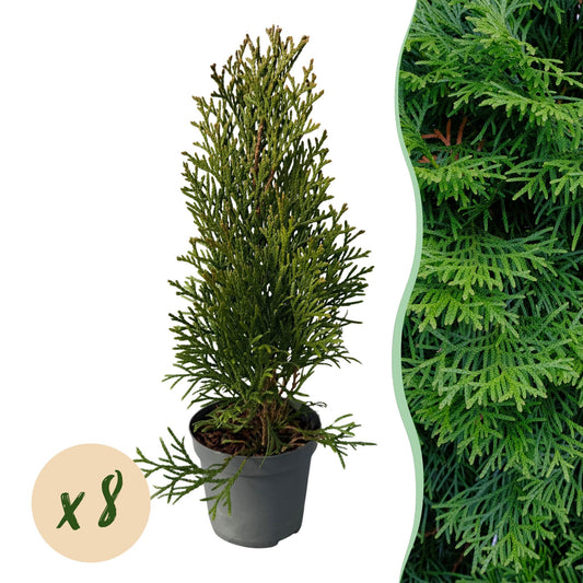 Heckenpflanzen - Thuja occidentalis Smaragd - Blatt grün - 8 Pflanzen - 1 laufender Meter - immergrün - Topf 9cm Höhe 30cm