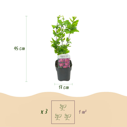 Hibiscus syriacus Tricolour - Blüte Rosa, Weiß und Blau - 3 Pflanzen - Laubabwerfend - Wenig Pflegeaufwand - Topf 17cm Höhe 45cm