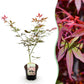 Japanischer Ahorn - Acer palmatum Sumi-nagashi - Rot - 1 Pflanze - Laubabwerfend - Topf 19cm Höhe 70cm
