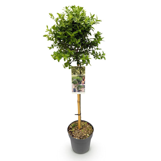 Stamm-Pflanze - Euonymus fortunei Harlequin - Terrassenpflanze - Immergrün - Winterhart - Grün-Weiße Blätter - Topf 19cm Höhe 90cm