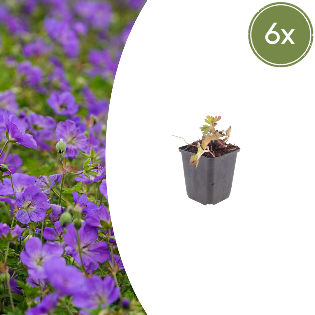 6x Geranium 'Azure Rush' - ↕10-25cm - Ø9cm