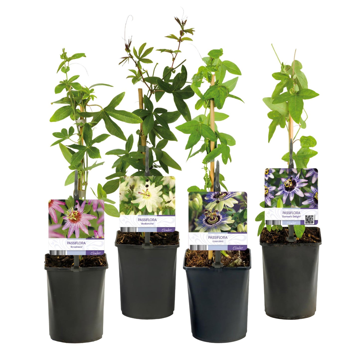 Passionsblume - Passiflora Rainbow - Blume Rosa Weiß Lila Grün - Wenig Pflege - 4 Pflanzen - Topf 11cm Höhe 40cm