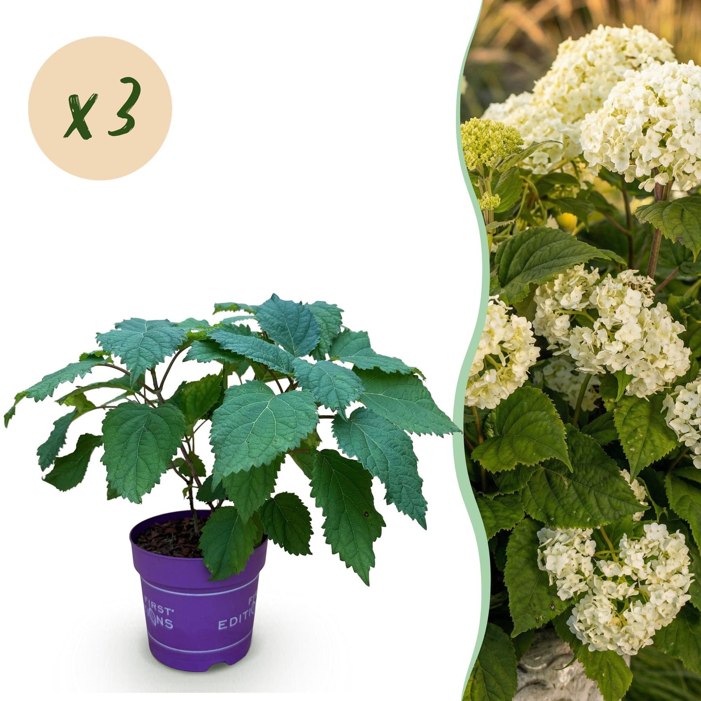 Hydrangea arborescens FlowerWOW - Hortensie - Winterhart - Weiß - 3 Pflanzen - Topf 14cm - Höhe 20-30cm