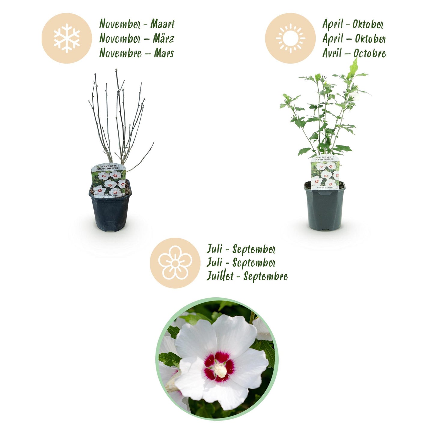 Hibiscus syriacus Red Heart - Blüte Weiß Mit Rotem Herzen - 1 Pflanze - Laubabwerfend - Wenig Pflege - Topf 17cm Höhe 45cm