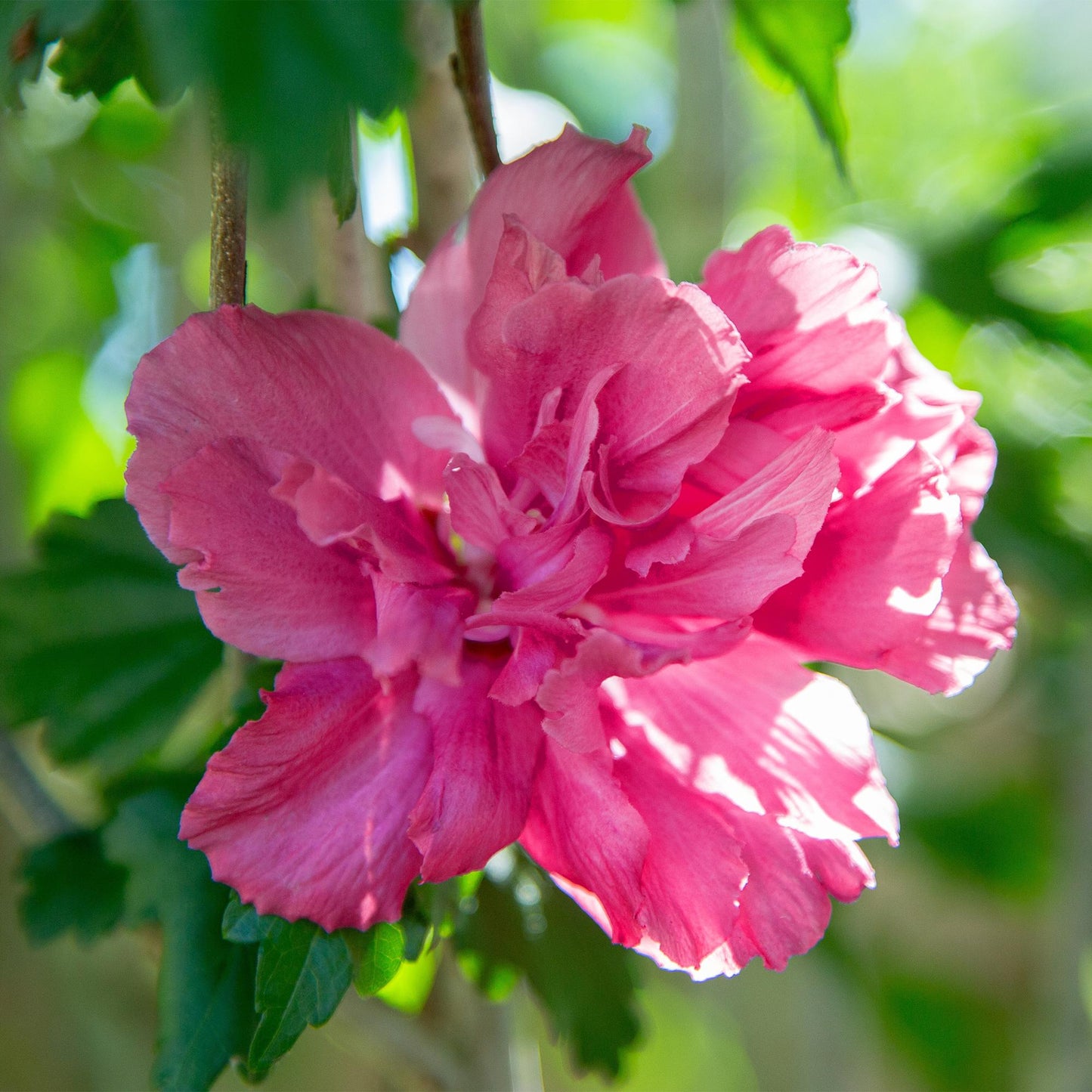 Stamm Pflanze - Hibiscus syriacus Magenta Chiffon® - Terrassen Pflanze - Laubabwerfend - Winterhart - Rosa Blüte - Topf 19cm Höhe 90cm