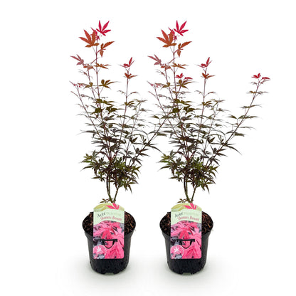 Japanischer Ahorn - Acer palmatum Skeetsers Broom - Lila - 2 Pflanzen - Laubabwerfend - Topf 19cm Höhe 70cm
