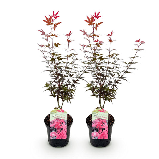Japanischer Ahorn - Acer palmatum Skeetsers Broom - Lila - 2 Pflanzen - Laubabwerfend - Topf 19cm Höhe 70cm