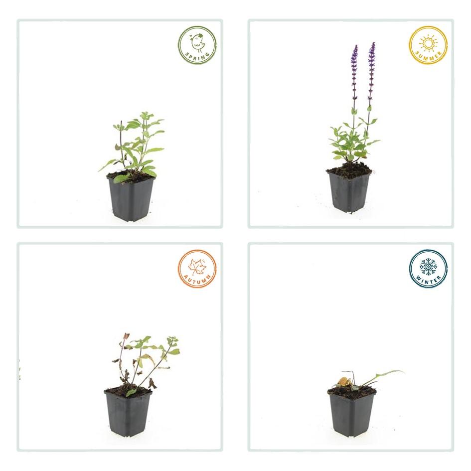 Blüten-Salbei - 6x Salvia nem. 'Caradonna' - ↕10-25cm - Ø9cm