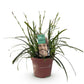 Ziergräser - Carex oshimensis Intense Green - Grün - 1 Pflanze - Immergrün - Winterhart - Topf 17cm Höhe 50cm