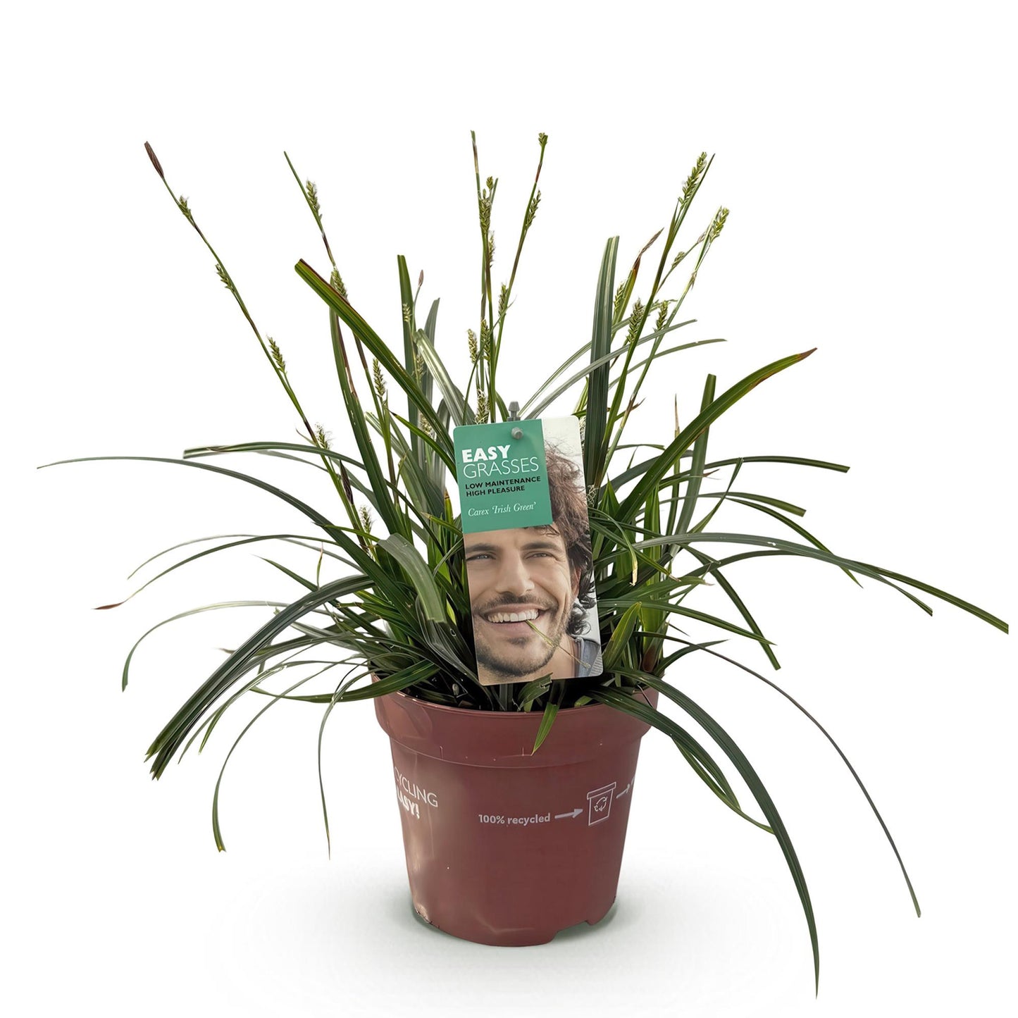 Ziergräser - Carex oshimensis Intense Green - Grün - 1 Pflanze - Immergrün - Winterhart - Topf 17cm Höhe 50cm